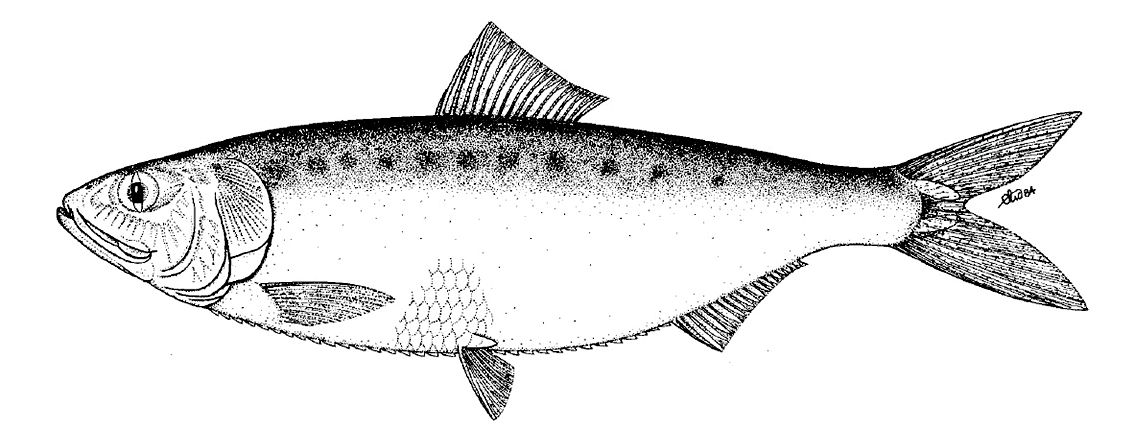 Alosa fallax_01.jpg